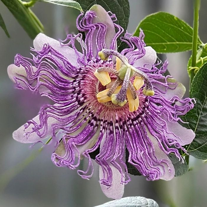 mrozoodporna Męczennica cielista (Passiflora incarnata) do -23 C
