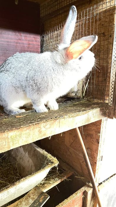 Крол на племя. Кролики  1.5 - 2 месяца и старше.