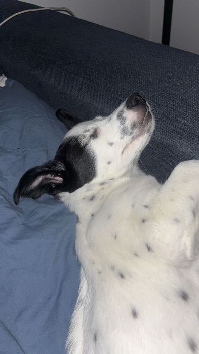 Piesek szczeniak mieszanka dalmatyńczyka