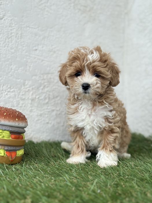 Мальтіпу дівчинка міні