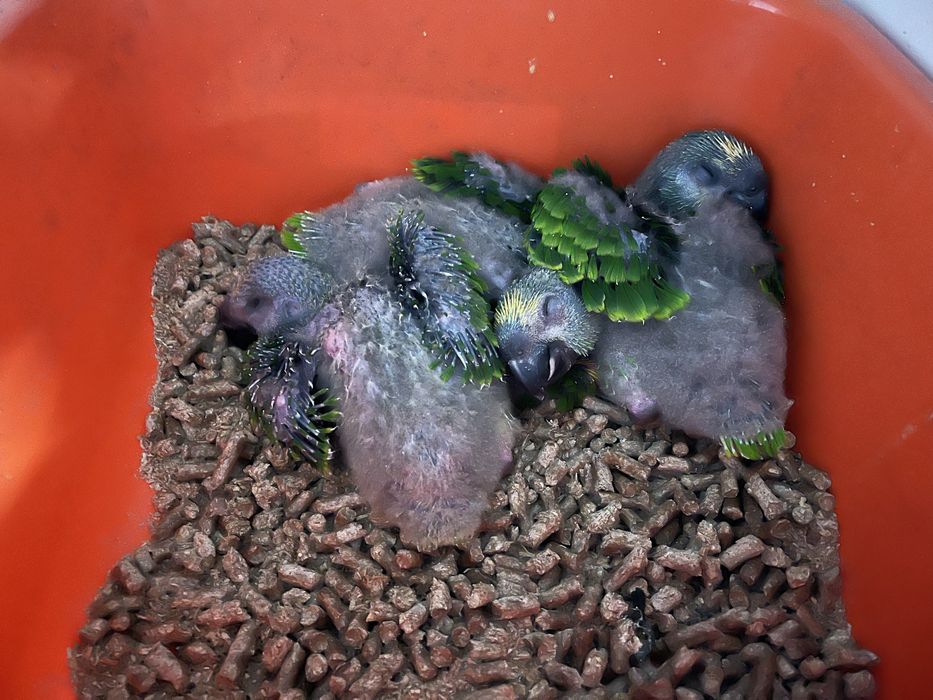 Papagaio amazona Aestiva aestiva