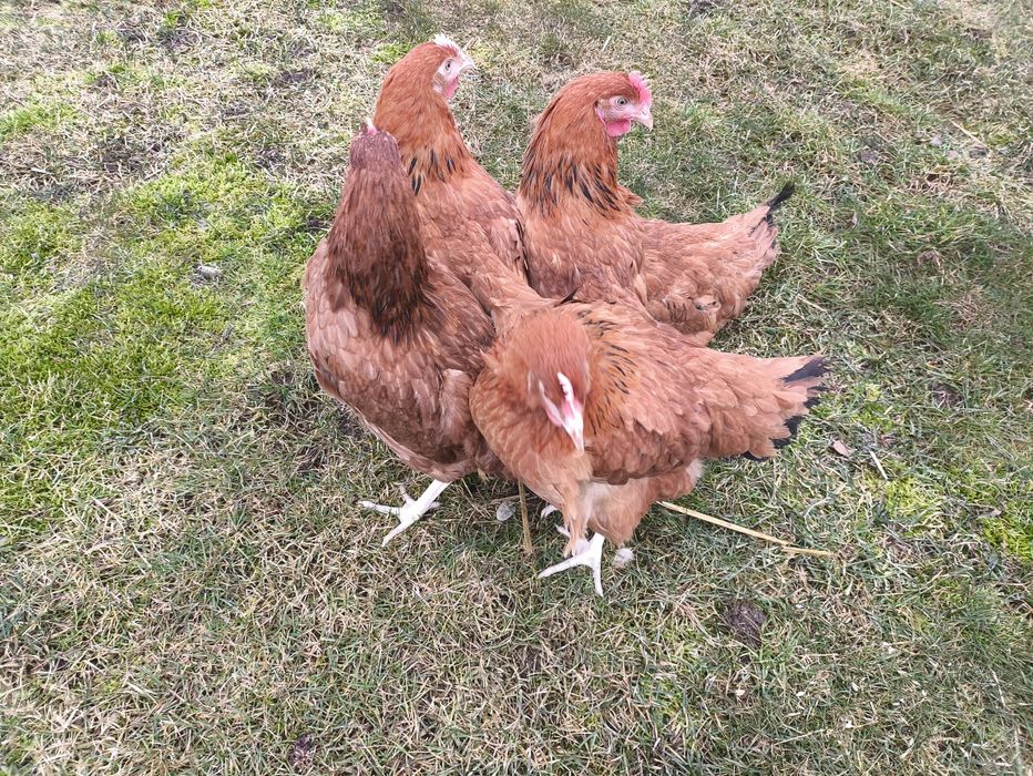 Kury nioski  40 tyg - transport .