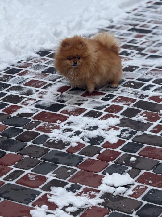 Померанський шпіц дівчинка 3,5 роки