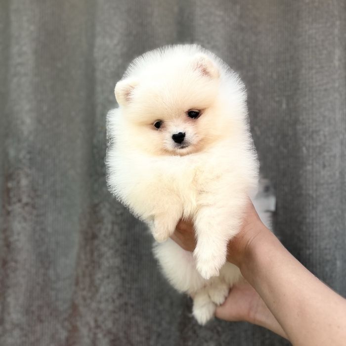 лялькова дівчинка шоу класу