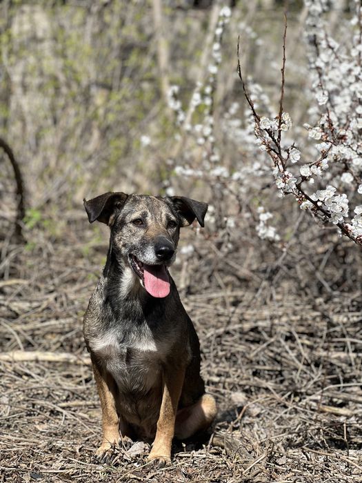 Лайма ищет семью. Верю,что и таким можно найти добрых людей