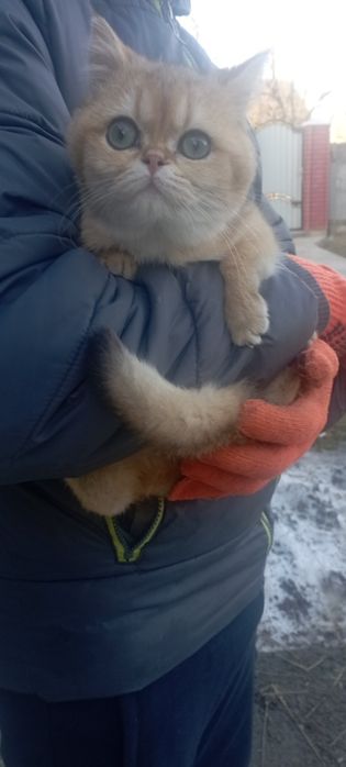 котик золота  шиншила