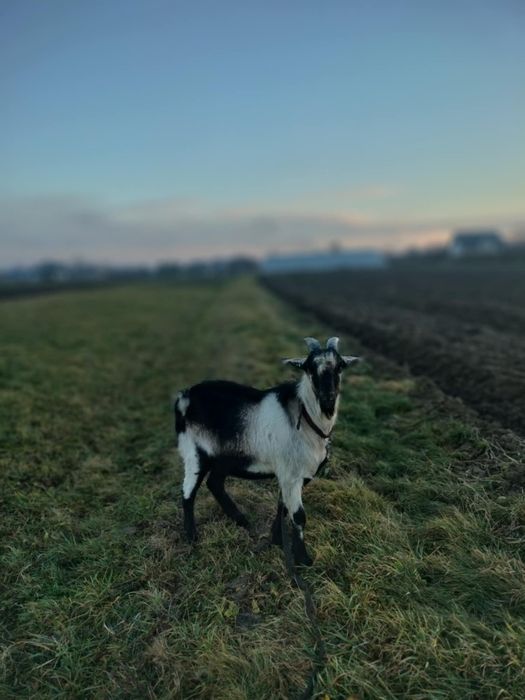 Sprzedam młodego capa