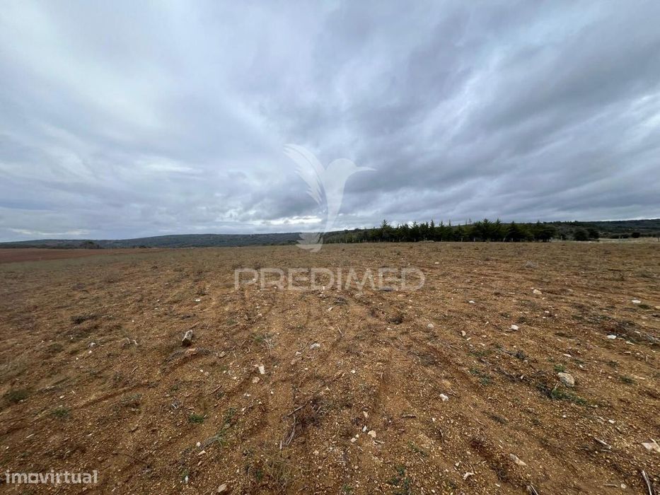 Terreno em Morais com olival e terreno para cultivo