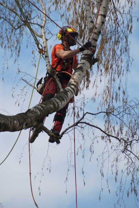 Wycinka, pielęgnacja drzew, usuwanie gałęzi, alpinistycznie, podnośnik