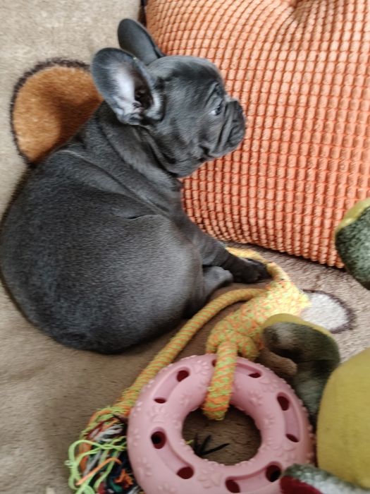 Buldog francuski niebieski sunie