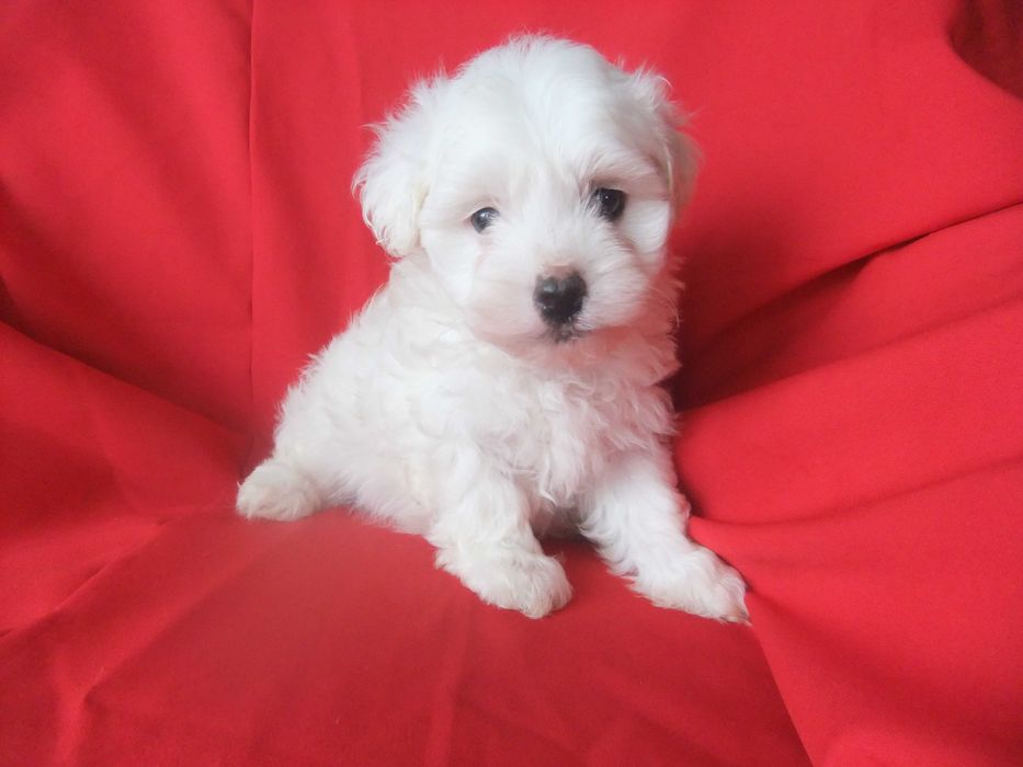 cachorro bichon maltês