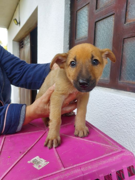 Cães para adopção