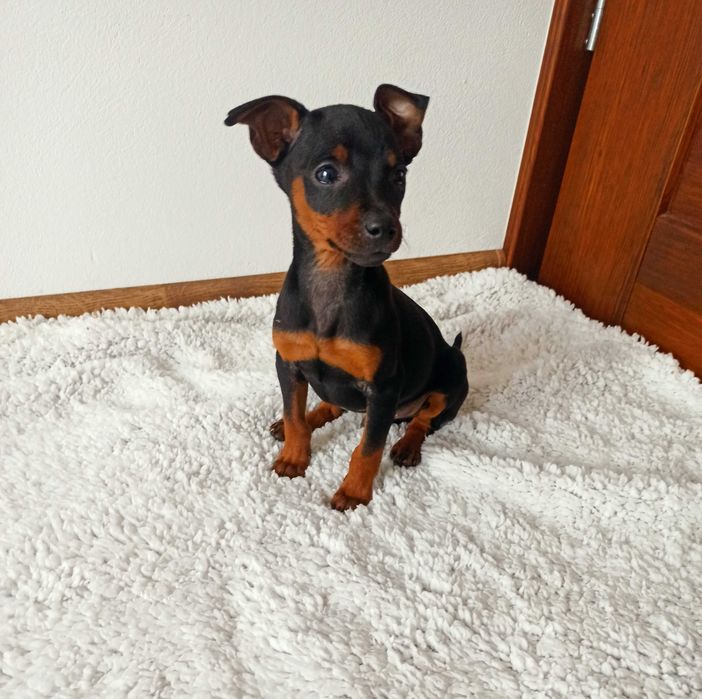 PINCZER piesek miniaturowy ratlerek  szczenię