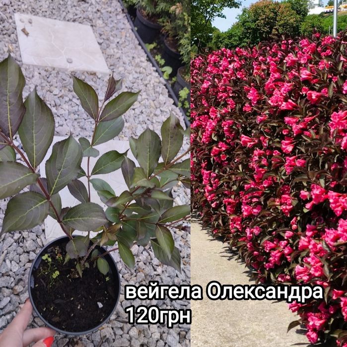 Хвойні та декоративно листяні рослини для  саду