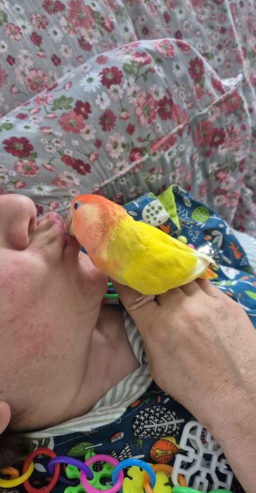 Agaporni Domesticado