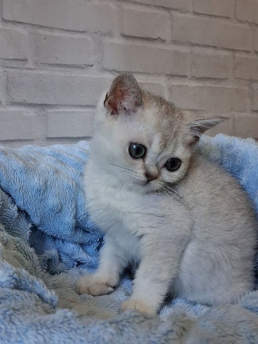 Чарівний хлопчик срібної шиншилм