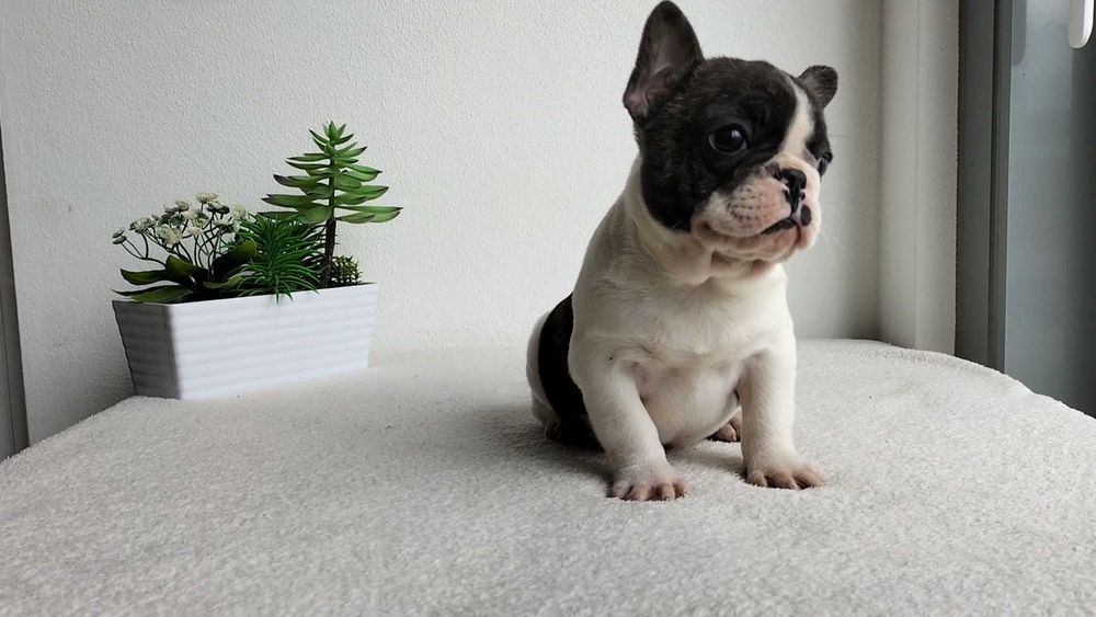 Bouledogue Francês macho com LOP (Pedigree) e Afixo