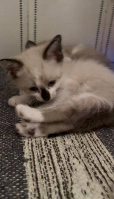 Gatos para adoção responsável