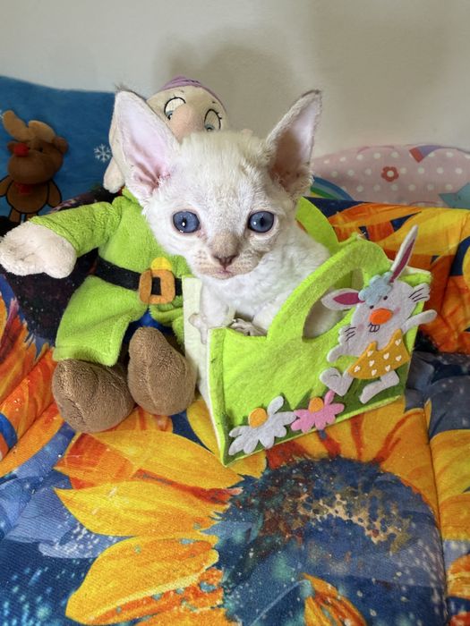 Девочка, 1,5 месяца, в любящую семью