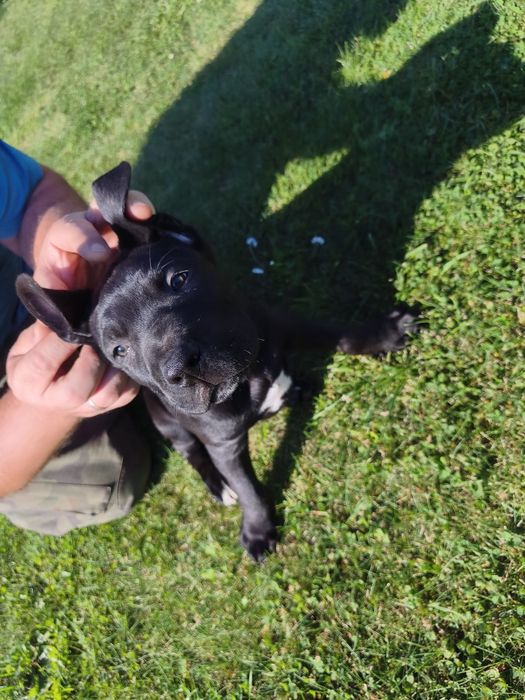 Cane Corso piękny piesek
