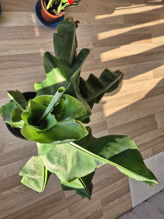 Bananowiec, zadbany, wys. 90-100cm