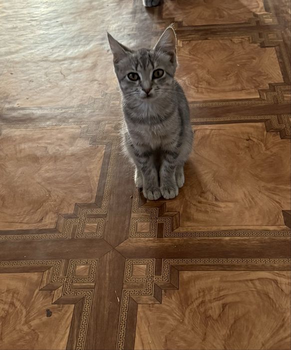 Віддам в добрі руки. Терміново