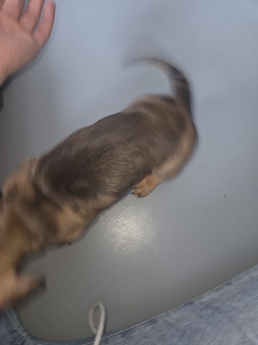 Jamnik krótkowłosy.