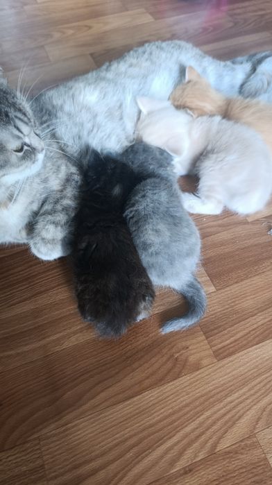 Кошенята британської кішки