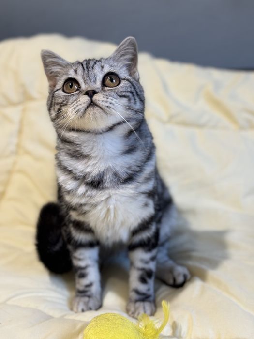 Кошеня шотландське