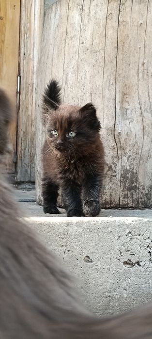 Отдам котенка в добрые руки