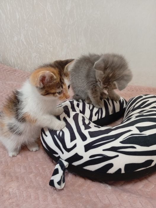 Котики в добрі руки