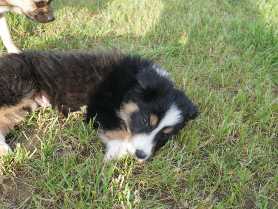 Border Collie pies