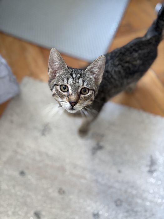 Weasley - kotek do adopcji