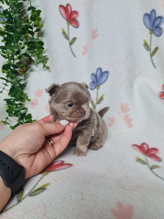 Excelente menino mini chihuahua/chiuaua linhagem Russa.Qualidd
