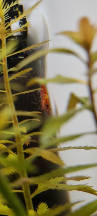 Oddam krewetkę red rilli samica