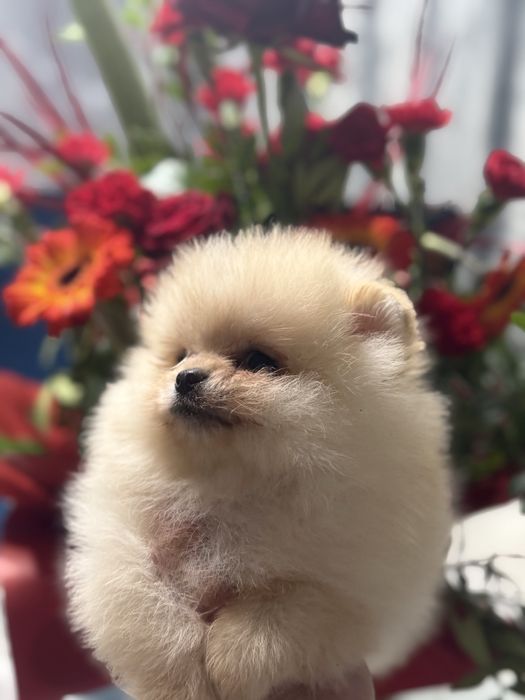 Szpic Miniaturowy Pomeranian