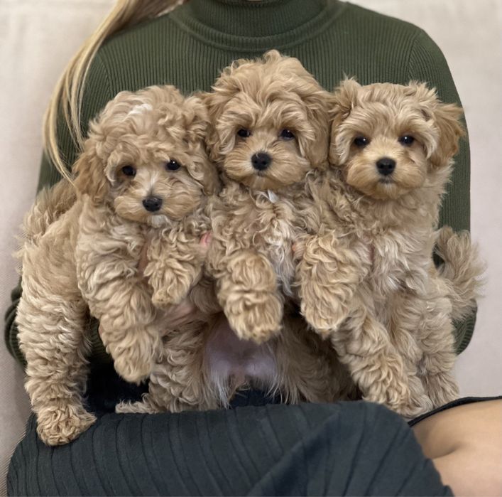 Плюшевые мишки Мальтипу !!!