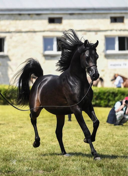 Stanówka ogierem arabskim po Haash OSB