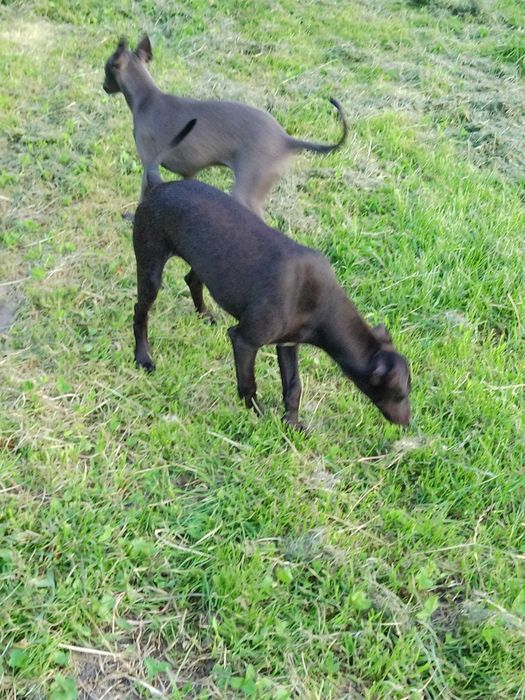 Chart Angielski Whippet
