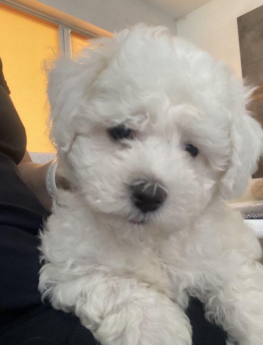 Bichon Frise piesek szczenię