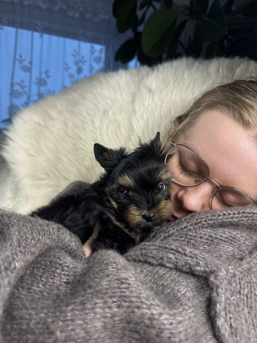 Chlopczyk biewer yorkshire terrier