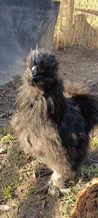 Czarny kogut silka