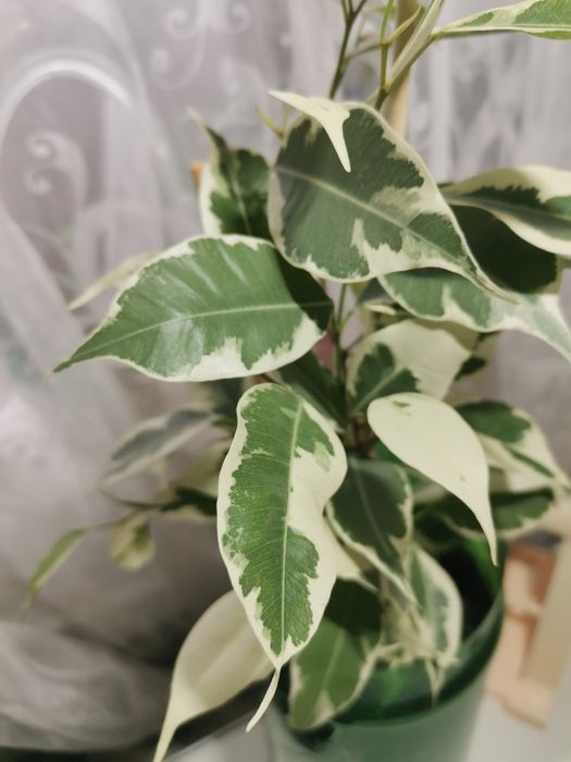 Фикус Де Гантель и  Старлайт