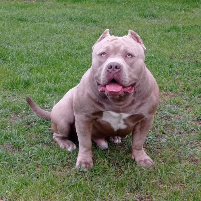 American Bully Pocket ABKC reproduktor krycie