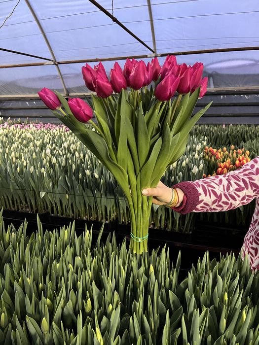 Тюльпани від виробника