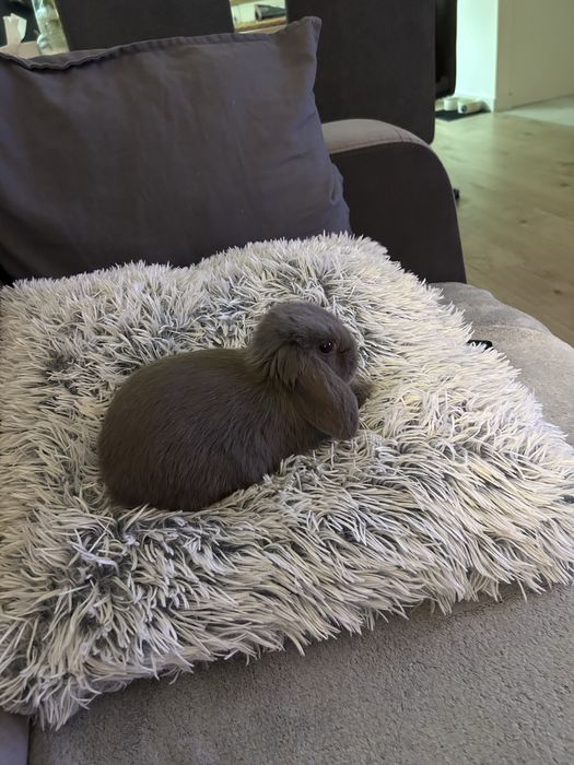 Sprzedam krolika mini lop