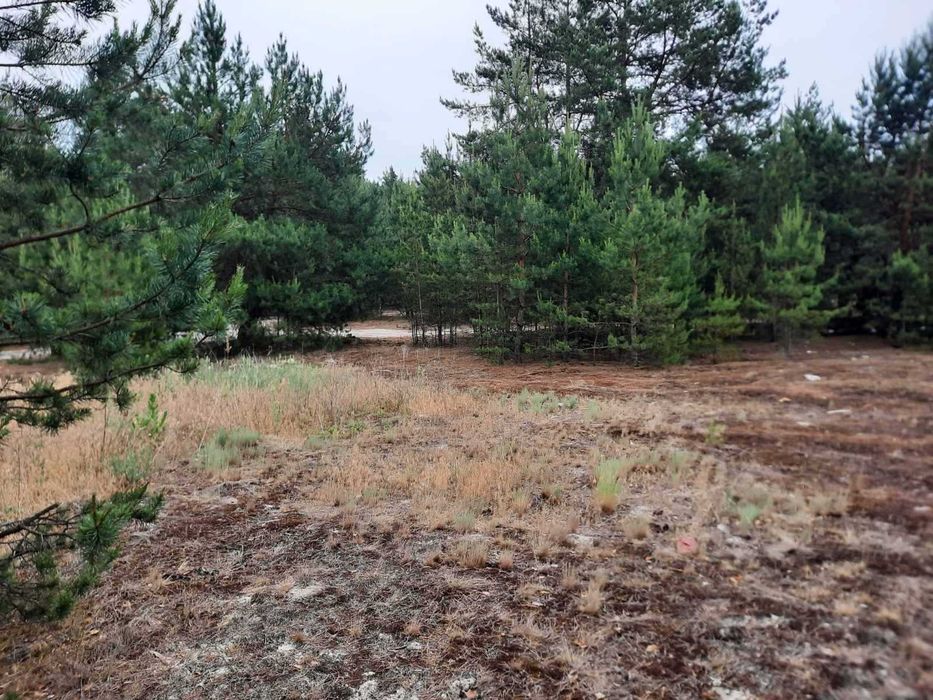 Продаж земельної ділянки з виходом до лісу, Вища Дубечня