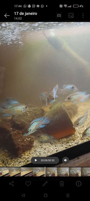 Ciclídeos acará pulcher blue electric