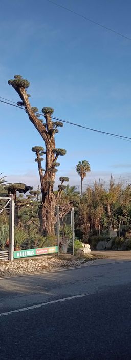 Oliveira 11mts Altura