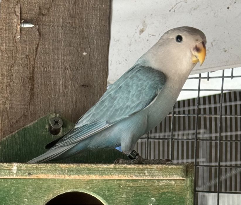 7 aves 3 red rumped 1 Kakariki 3 Agapornis rosicoler.